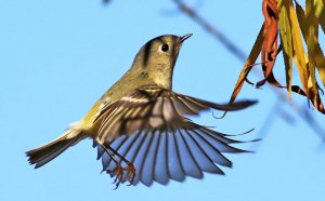 Ruby-crowned kinglet