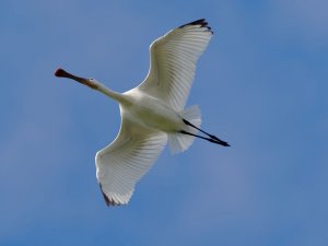 Spoonbill