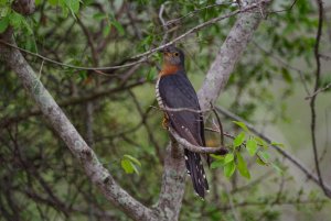 red-chested cuckoo