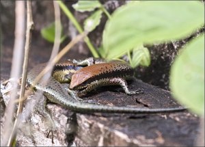 South American Spotted Skink