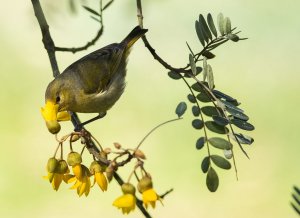 Hawaii Amakihi