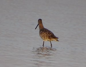 Asian Dowitcher