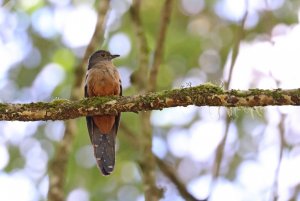 Sulawesi Brush Cuckoo