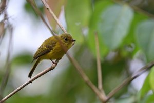 Citrine Canary Flycatcher