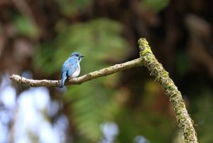 Turquoise Flycatcher