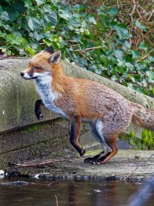 Urban fox II