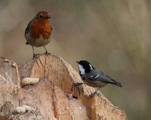 robin and friend