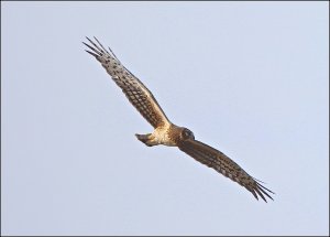 Northern Harrier (female)