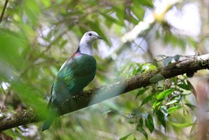 Grey Headed Imperial Pigeon