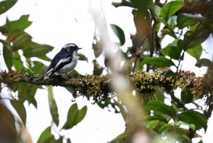 Little Pied Flycatcher (male)