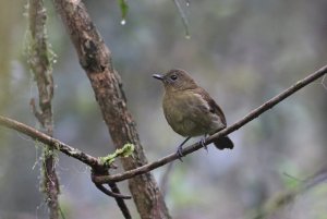 Maroon Backed Whistler