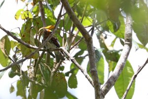 Indonesian Serin