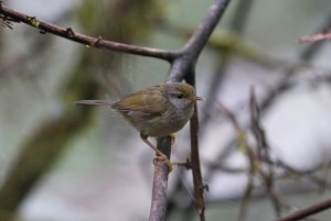 Mountain Tailorbird