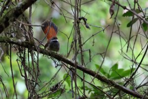 Sulawesi Fantail