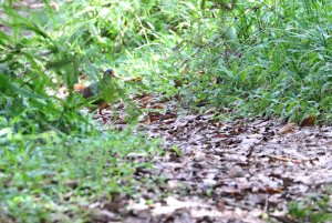 Sulawesi Ground Dove