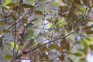 Sulawesi Leaf Warbler