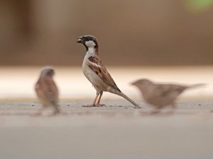 House sparrow