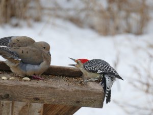 red bellied woodpecker stand off with mourning dove