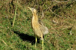 Great Bittern