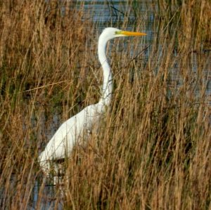 Great White Egret