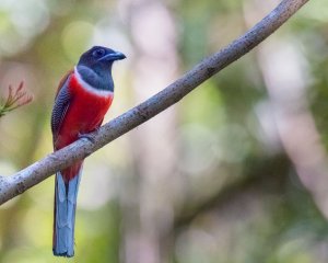 Malabar trogon