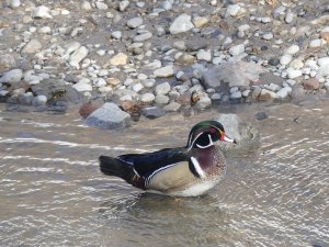 A lone male wood duck