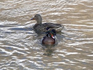 Male wood duck with mallard lady friend