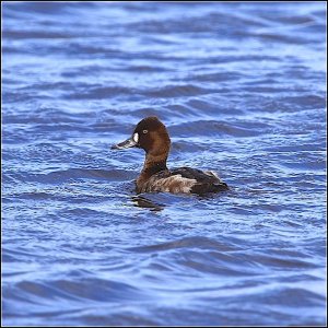 Lesser Scaup (female)