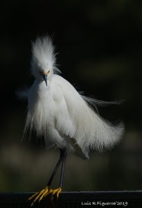 Snowy Egret