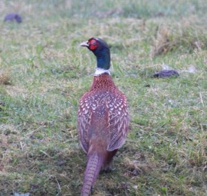 Pheasant