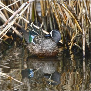 Blue-winged Teal (male)