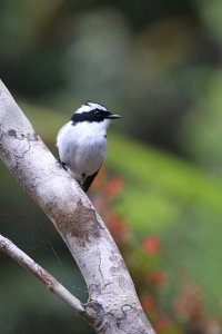 Little Pied Flycatcher