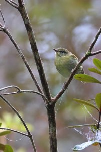 Sulawesi Leaf Warbler