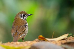 Spot-winged Thrush