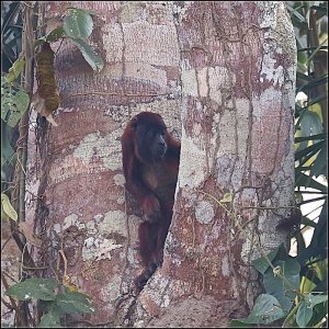 Purus Red Howler Monkey