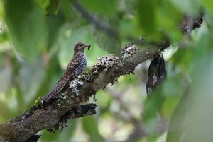 Female Sulawesi Cuckoo