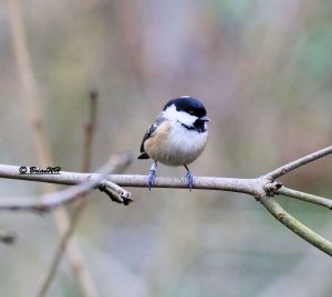 Coal Tit