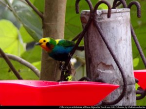 Multicolored Tanager