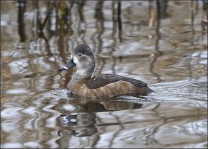 Ring-necked Duck (female)