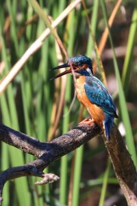 Common Kingfisher