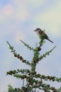 Red Backed Shrike