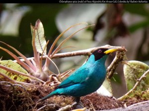 Green honeycreeper