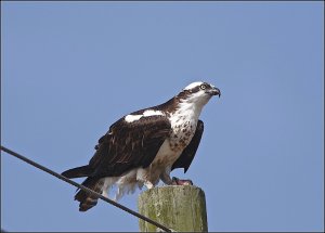 Osprey