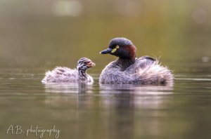 Little Grebe with her little one