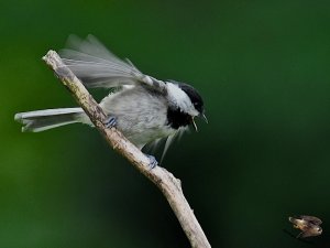 Carolina Chickadee juvenile