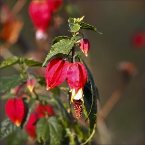 Brazilian Bell Flower