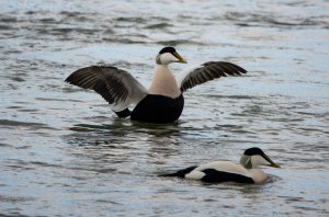 Eiders