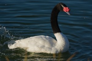 Black-necked Swan