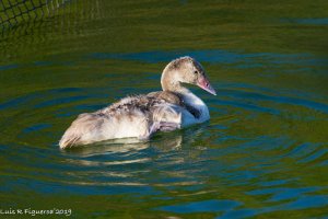 Black-necked Swan Immature