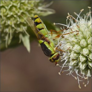 Green-and-Black Solider Fly